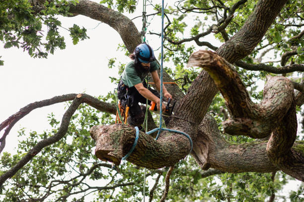  , USA Tree Care Pros